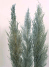 Tall Pampas Bunch (3x Stems)