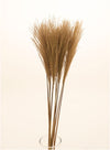 Feather Pampas Bunch (10x Stems)