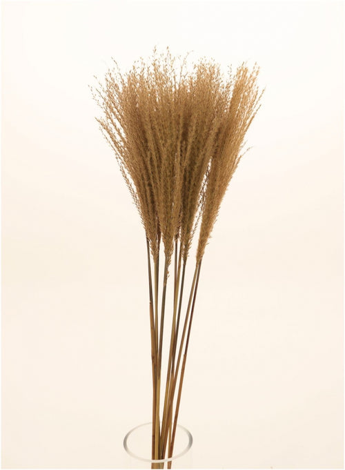 Feather Pampas Bunch (10x Stems)