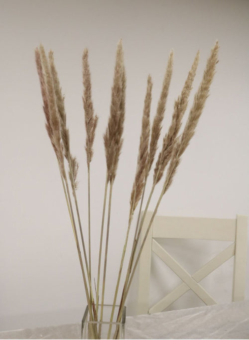 Reed Pampas Bunch (10x Stems)