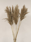 Extra Fluffy Pampas Bunch (10x Stems)