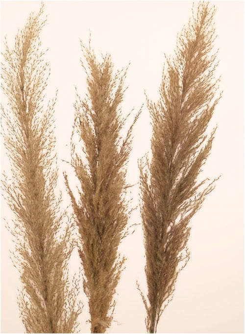 Tall Pampas Bunch (3x Stems)