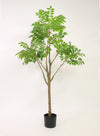 Ailanthus Altissima Tree (150cm)