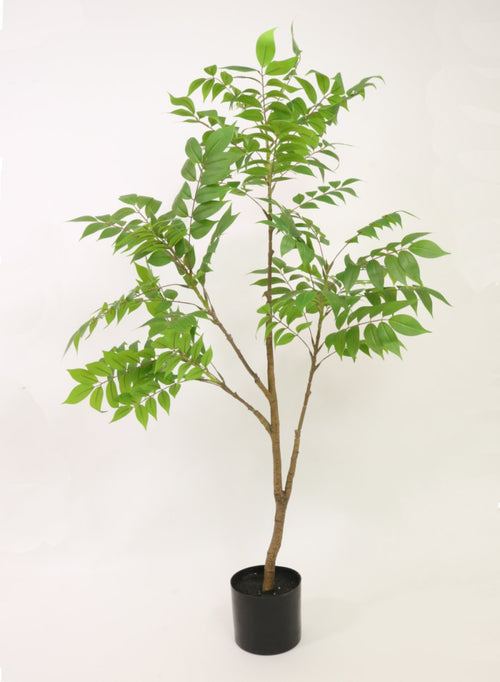 Ailanthus Altissima Tree (120cm)