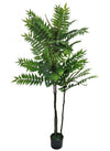 Fern Tree