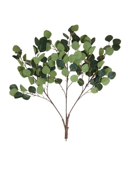 Eucalyptus Branch