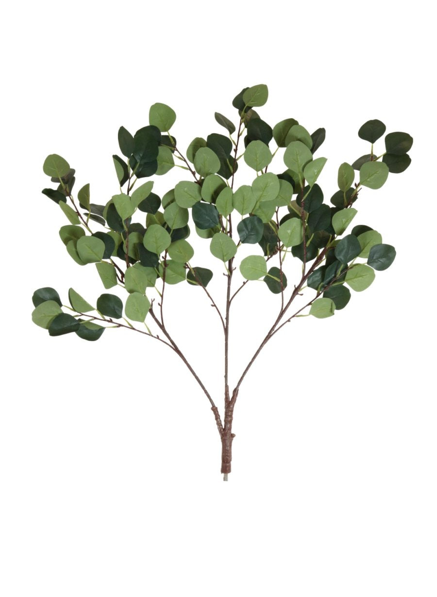 Eucalyptus Branch