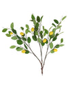 Lemon Branch