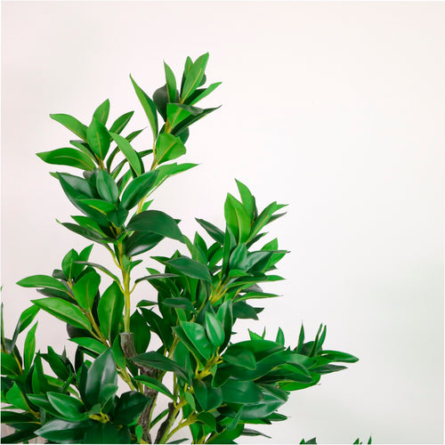 Laurel Tree 150cm