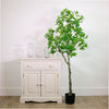 Japonica Tree 150cm