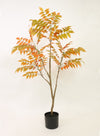 Ailanthus Altissima Tree (120cm)