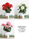 Geranium Mixed Box (qty 6)