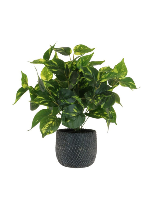 Medium Potted Philodendron Arrangement