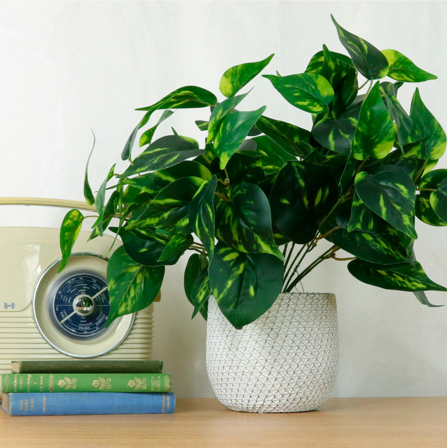 Medium Potted Philodendron Arrangement