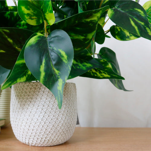 Medium Potted Philodendron Arrangement