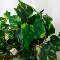 Medium Potted Philodendron Arrangement