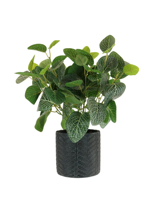 Medium Potted Soft Vein Leaf Arrangement