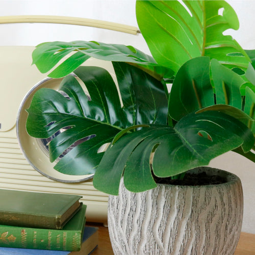 Potted Monstera Arrangement (small)