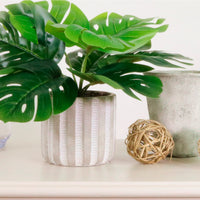 Potted Monstera Arrangement (small)