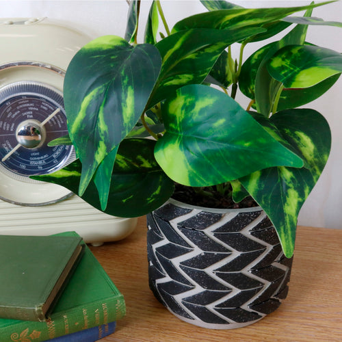 Potted Philodendron Arrangement (small)