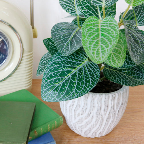 Potted Soft Vein Leaf Arrangement (small)