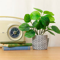 Beanstalk Leaf Arrangement Potted (small)