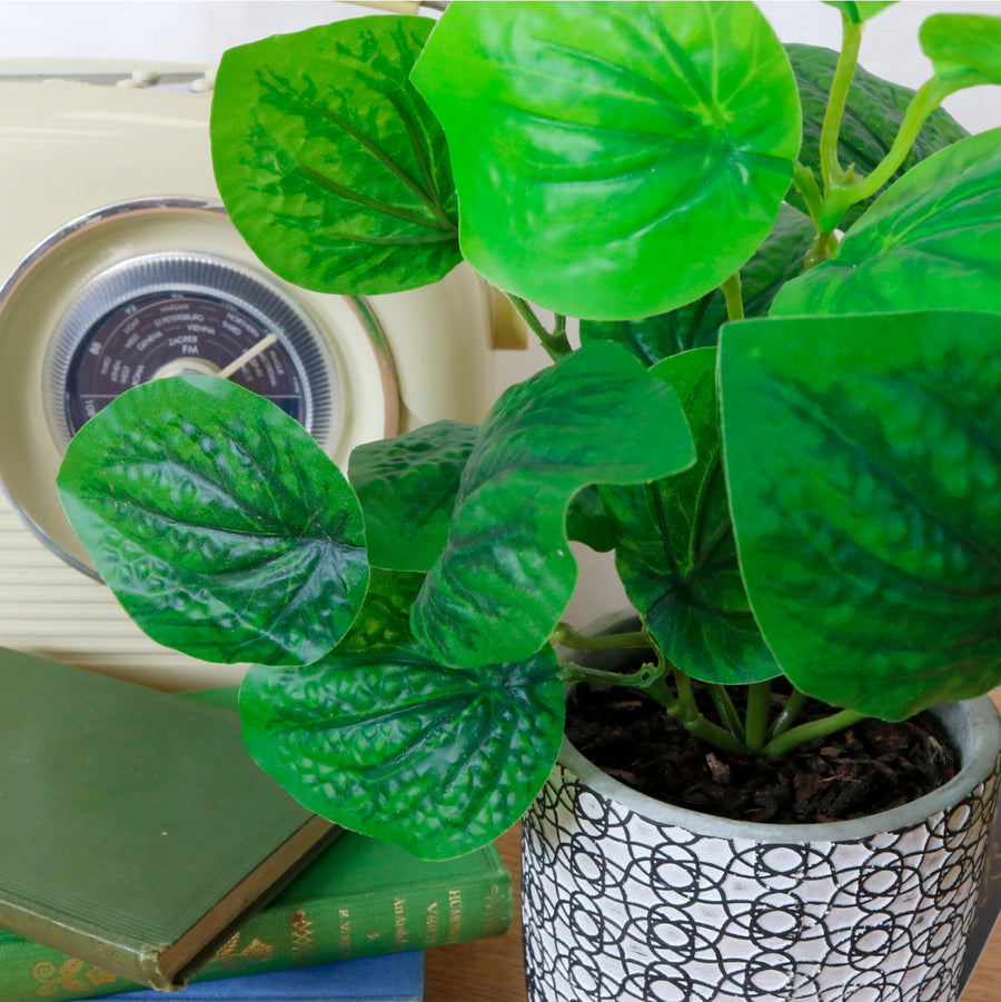 Beanstalk Leaf Arrangement Potted (small)