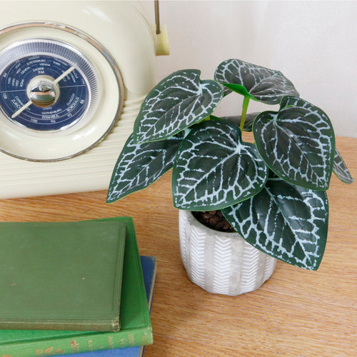 Mini Potted Nerve Plant Arrangement