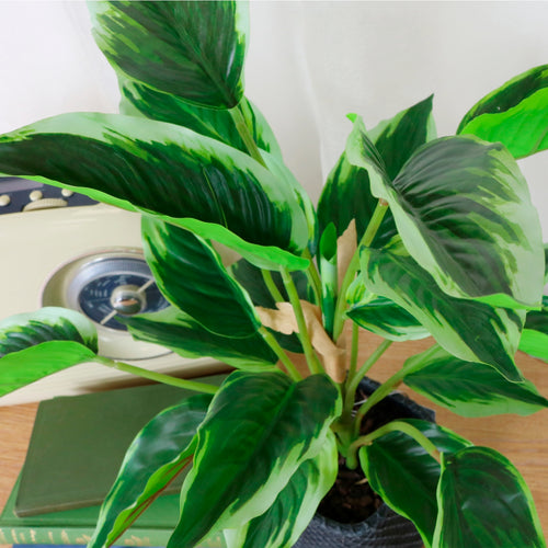 Medium Potted Waved Leaf Arrangement
