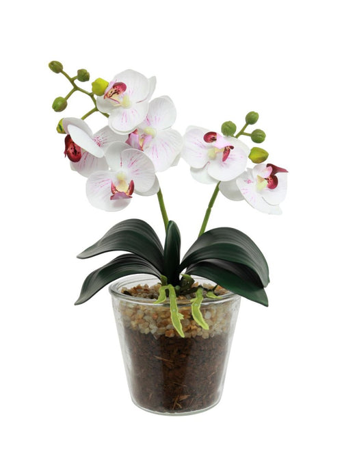 Mini Phalaenopsis Orchid Arrangement