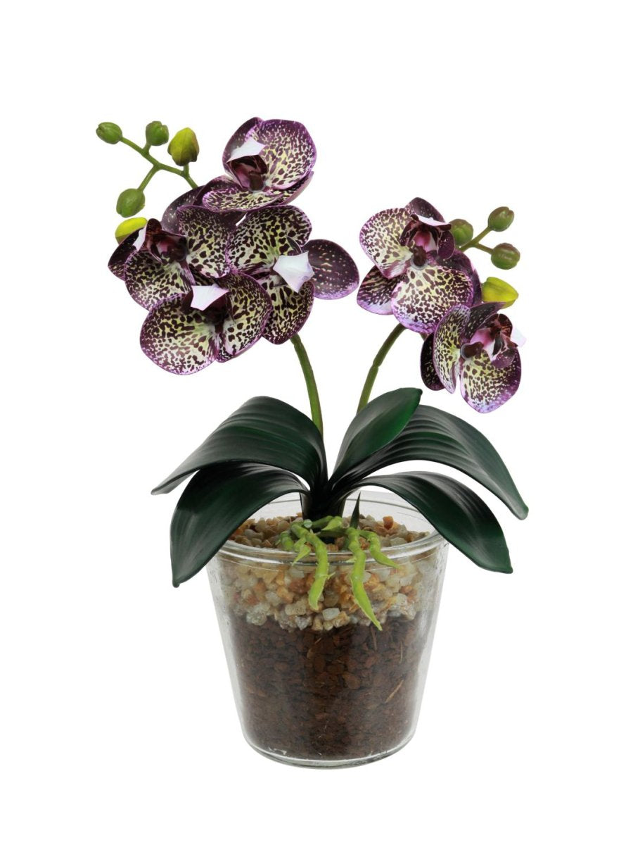 Mini Phalaenopsis Orchid Arrangement