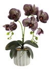 Phalaenopsis Arrangement (2 Stem)