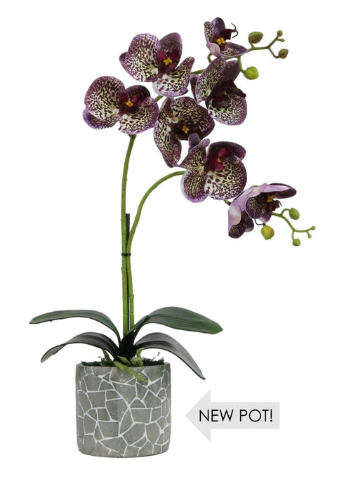 Phalaenopsis Arrangement (8 Flowering Head)