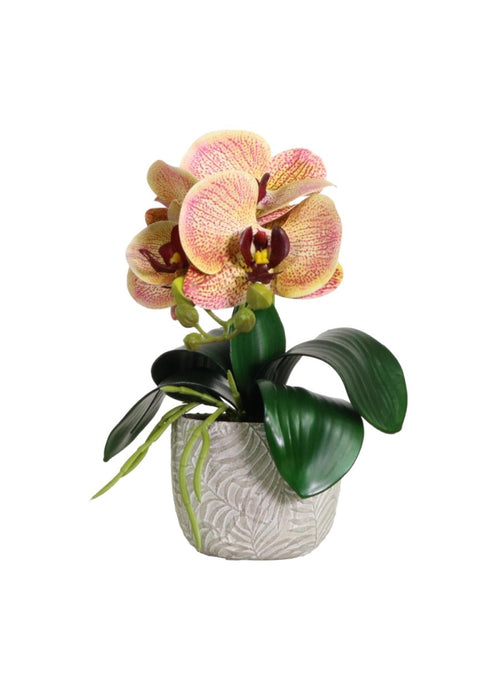 Mini Phalaenopsis Arrangement