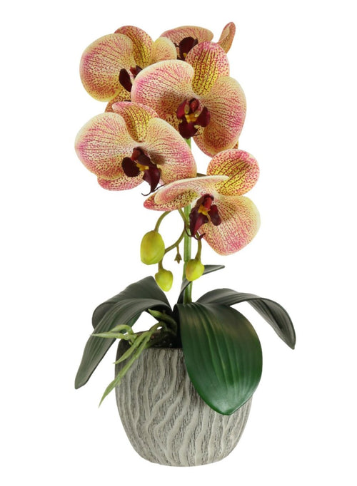 Phalaenopsis Arrangement