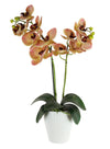 Phalaenopsis Arrangement