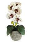 Phalaenopsis Arrangement