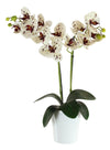 Phalaenopsis Arrangement