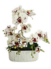 Phalaenopsis Orchid In Ripple Pot