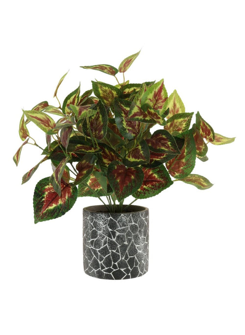 Coleus Orb Arrangement Potted (medium)