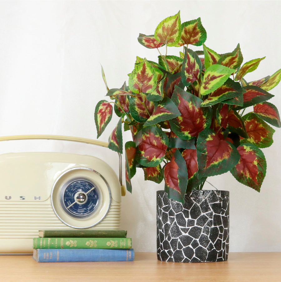 Coleus Orb Arrangement Potted (medium)