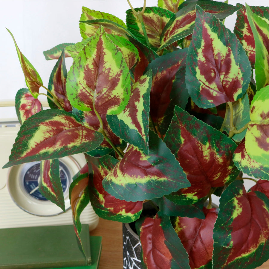 Coleus Orb Arrangement Potted (medium)