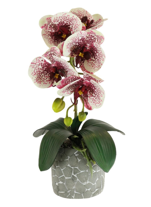 Phalaenopsis Arrangement