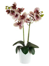 Phalaenopsis Arrangement