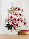 Phalaenopsis In Oblong Pot Arrangement