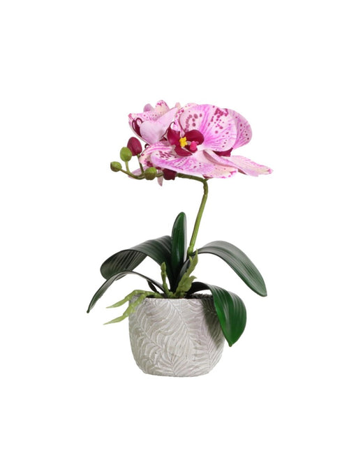 Mini Phalaenopsis Arrangement