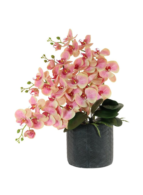 Phalaenopsis In Windsor Clay Pot Arrangment