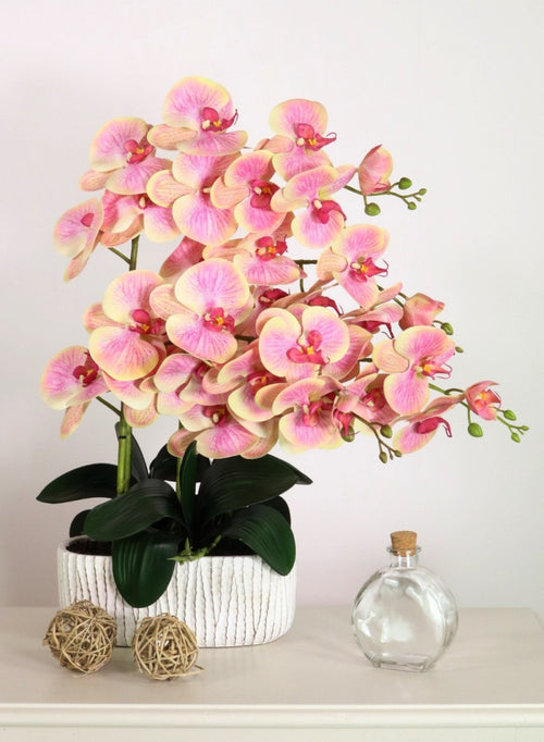 Phalaenopsis In Oblong Pot Arrangement