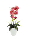 Single Phalaenopsis Arrangement (large)