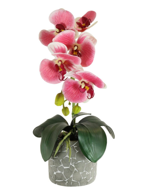 Phalaenopsis Arrangement